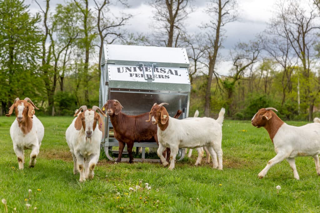 Goats at a Universal Feeder