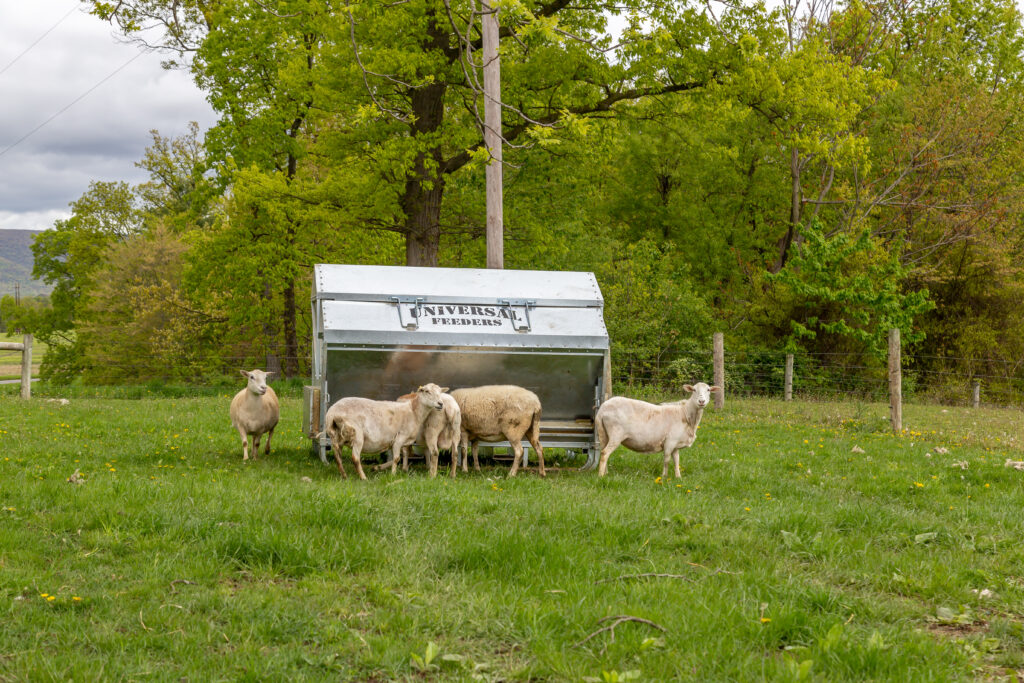 Sheep at a Universal Feeder