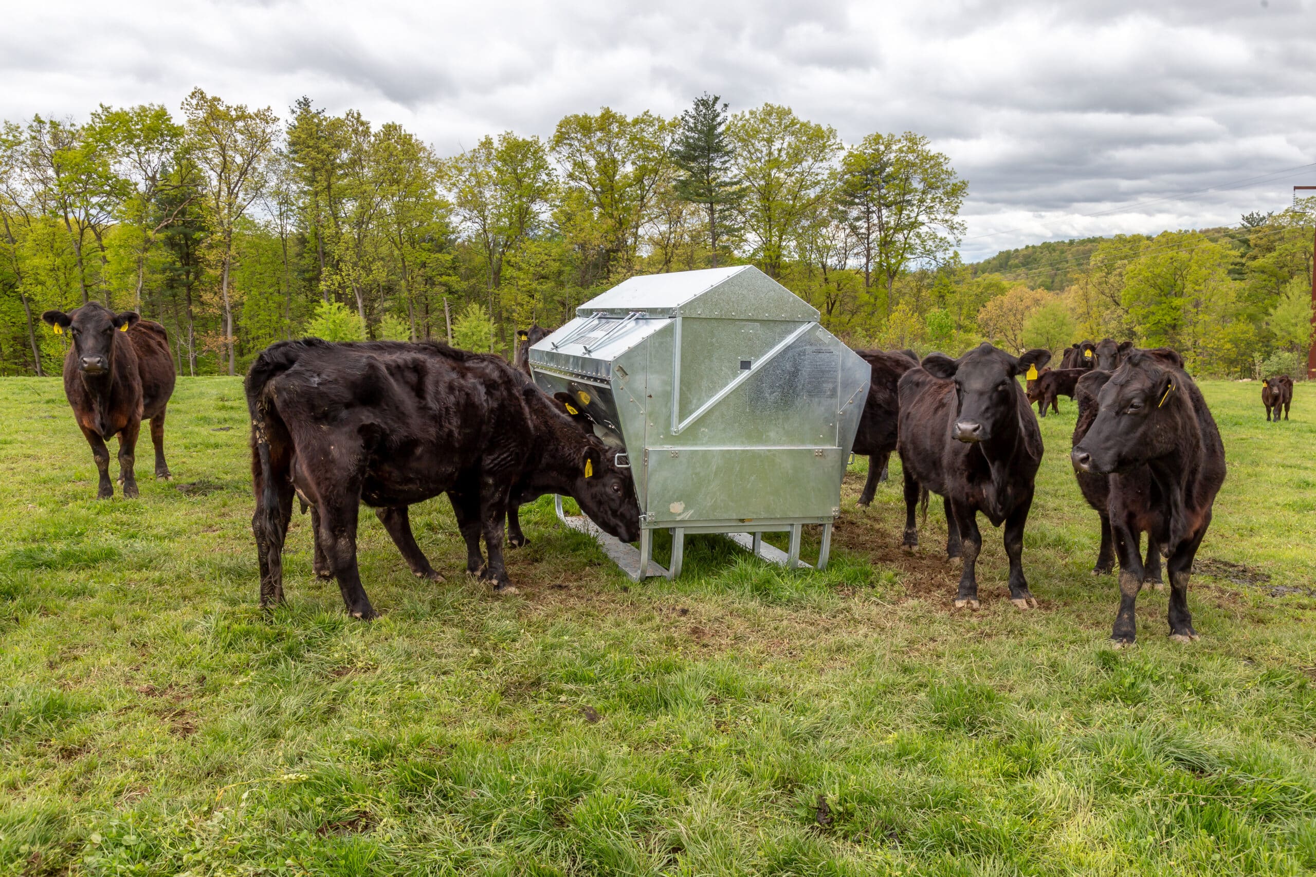 Cattle at a Universal Feeder