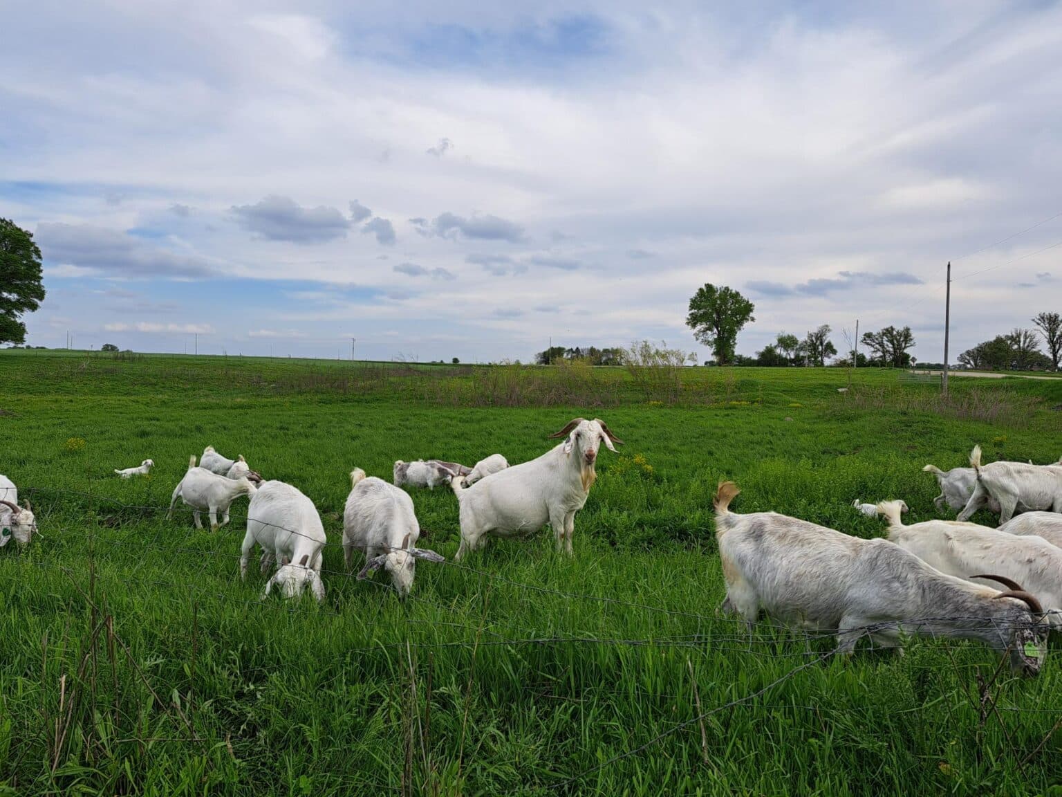 Savannah Goats